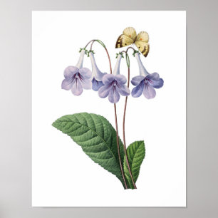 Affiches Copie botanique des CLOCHES BLEUES originales par