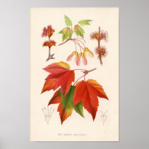 Affiches Copie botanique - érable rouge (rubrum d'acer)