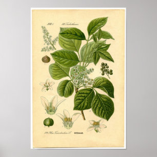 Affiches Copie botanique - lierre de poison (Toxicodendron)