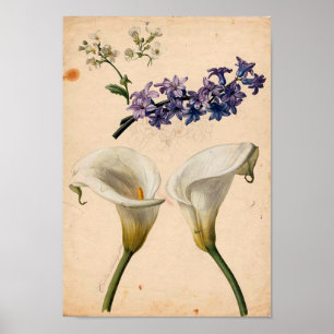 Affiches Copie botanique vintage de zantedeschia