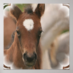 Affiches Copie d'affiche de bébé de cheval