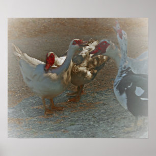 Affiches Copie d'affiche de canards de Muscovy
