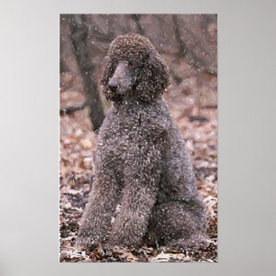 Affiches Copie d'affiche de caniche (chocolat)