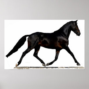Affiches Copie d'affiche de cheval de dressage de Westfalen