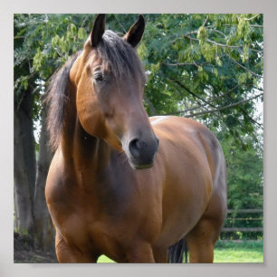 Affiches Copie d'affiche de cheval de pur sang de baie