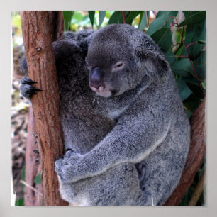 Affiches Copie d'affiche de famille de koala