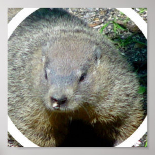 Affiches Copie d'affiche de Groundhog