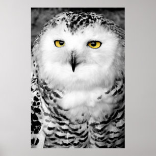 Affiches Copie d'affiche de hibou de Milou