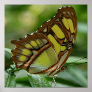 Affiches Copie d'affiche de papillon de malachite