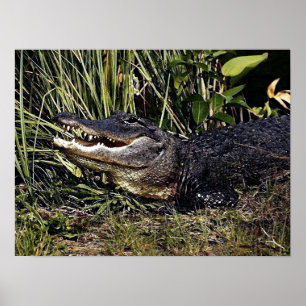 Affiches Copie d'affiche de portrait d'alligator