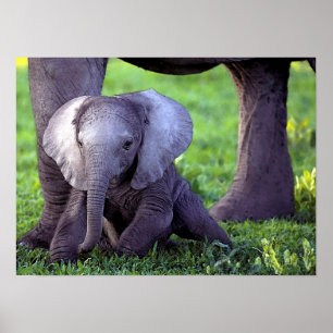 Affiches Copie d'affiche de portrait de bébé d'éléphant