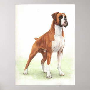 Affiches Copie d'affiche de portrait de chien de boxeur