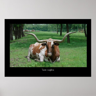 Affiches Copie d'affiche du Texas Longhorn