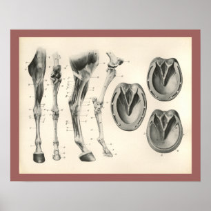 Affiches Copie d'anatomie de muscle d'os de jambe de sabot