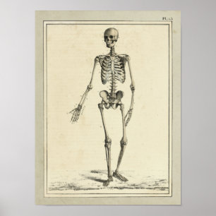 Affiches Copie d'anatomie de squelette du cru 1831