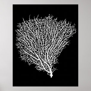 Affiches copie d'art de la fan de corail blanche