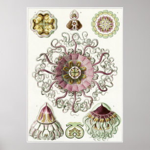 Affiches Copie d'art d'Ernst Haeckel : Peromedusae