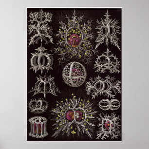 Affiches Copie d'art d'Ernst Haeckel : Stephoidea