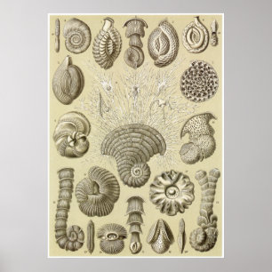 Affiches Copie d'art d'Ernst Haeckel : Thalamophora