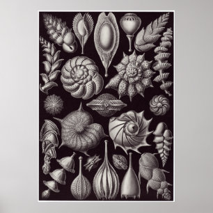 Affiches Copie d'art d'Ernst Haeckel : Thalamophora