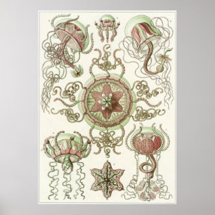 Affiches Copie d'art d'Ernst Haeckel : Trachomedusae