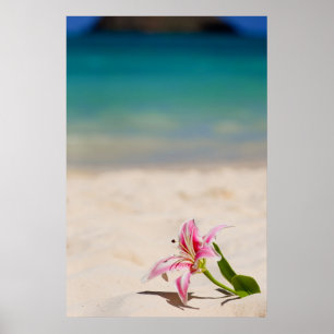 Affiches Copie d'art du lis 24x36 de plage