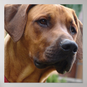 Affiches Copie de chien de Rhodesian Ridgeback