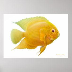 Affiches Copie de Cichlid de Severum d'or de citron