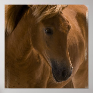 Affiches Copie de conception de cheval de châtaigne