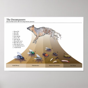 Affiches Copie de Decomposers