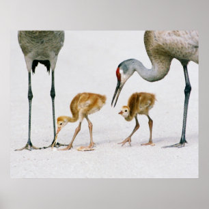 Affiches Copie de Famiy de grue de Sandhill