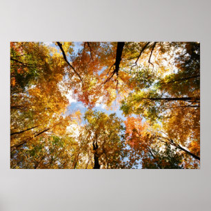 Affiches Copie de feuillage d'automne