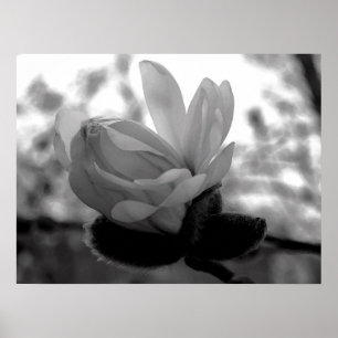 Affiches Copie de fleur de ressort