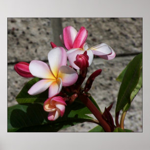 Affiches Copie de fleurs de Plumeria