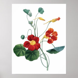 Affiches Copie DE LA MEILLEURE QUALITÉ botanique de QUALITÉ