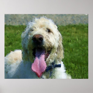 Affiches Copie de Labradoodle