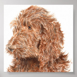Affiches Copie de Labradoodle #2 de chocolat