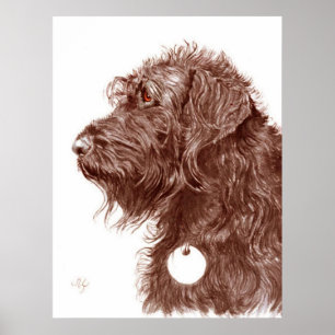 Affiches Copie de Labradoodle de chocolat
