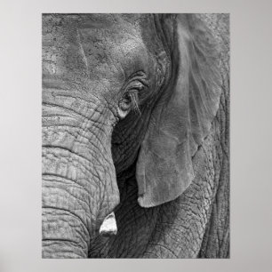 Affiches Copie de L'Elephant - grande