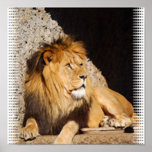 Affiches Copie de photo de lion
