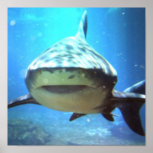 Affiches Copie de photo de requin