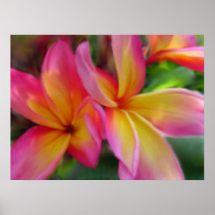 Affiches Copie de Plumeria