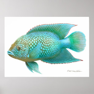 Affiches Copie de poissons de Cichlid de Jack Dempsey
