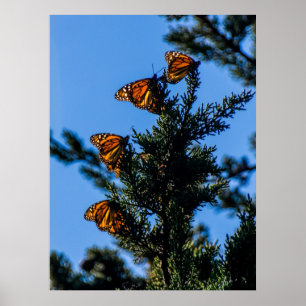 Affiches Copie de quatre papillons de monarque