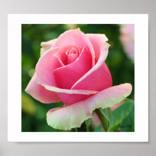 Affiches Copie de rose de rose