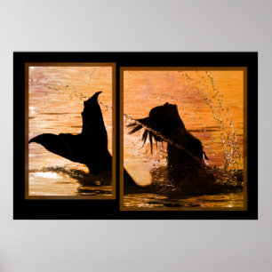 Affiches Copie de sirène