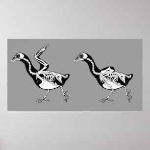 Affiches Copie de Skeletals de pigeon