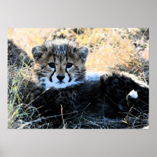 Affiches Copie de toile de petit animal de guépard