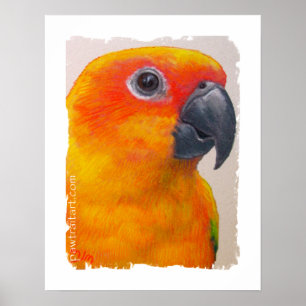 Affiches Copie de toile - Sun Conure