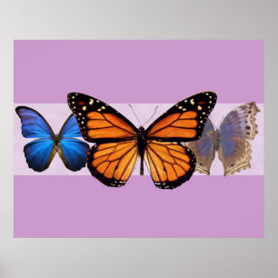 Affiches Copie de trois jolie papillons